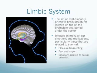 Limbic System
!  The set of evolutionarily
primitive brain structures
located on top of the
brainstem and buried
under the cortex
!  Involved in many of our
emotions and motivations,
particularly those that are
related to survival.
!  Pleasure from eating
!  Fear and anger
!  Emotions related to sexual
behavior.
 