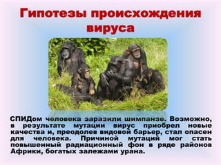 Гипотезы происхождения
вируса
СПИДом человека заразили шимпанзе. Возможно,
в результате мутации вирус приобрел новые
качества и, преодолев видовой барьер, стал опасен
для человека. Причиной мутаций мог стать
повышенный радиационный фон в ряде районов
Африки, богатых залежами урана.
 