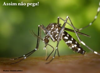 Pixabay / domínio público
Assim não pega!
 