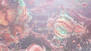 LINFÓCITOS
MACRÓFAGOS
LINFONODOS
 