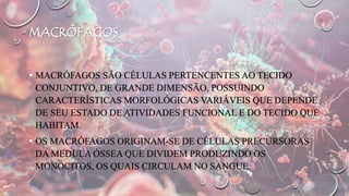 MACRÓFAGOS
 MACRÓFAGOS SÃO CÉLULAS PERTENCENTES AO TECIDO
CONJUNTIVO, DE GRANDE DIMENSÃO, POSSUINDO
CARACTERÍSTICAS MORFOLÓGICAS VARIÁVEIS QUE DEPENDE
DE SEU ESTADO DE ATIVIDADES FUNCIONAL E DO TECIDO QUE
HABITAM.
 OS MACRÓFAGOS ORIGINAM-SE DE CÉLULAS PRECURSORAS
DA MEDULA ÓSSEA QUE DIVIDEM PRODUZINDO OS
MONÓCITOS, OS QUAIS CIRCULAM NO SANGUE.
 