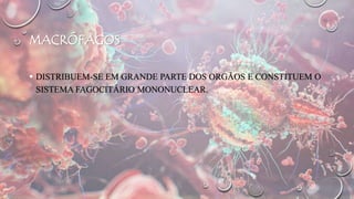 MACRÓFAGOS
 DISTRIBUEM-SE EM GRANDE PARTE DOS ORGÃOS E CONSTITUEM O
SISTEMA FAGOCITÁRIO MONONUCLEAR.
 