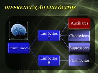DIFERENCIAÇÃO LINFÓCITOS


                               Auxiliares

                  Linfócitos
                      T        Citotóxicos

 Células Tronco                Supressores

                  Linfócitos
                               Plasmócitos
                      B
 
