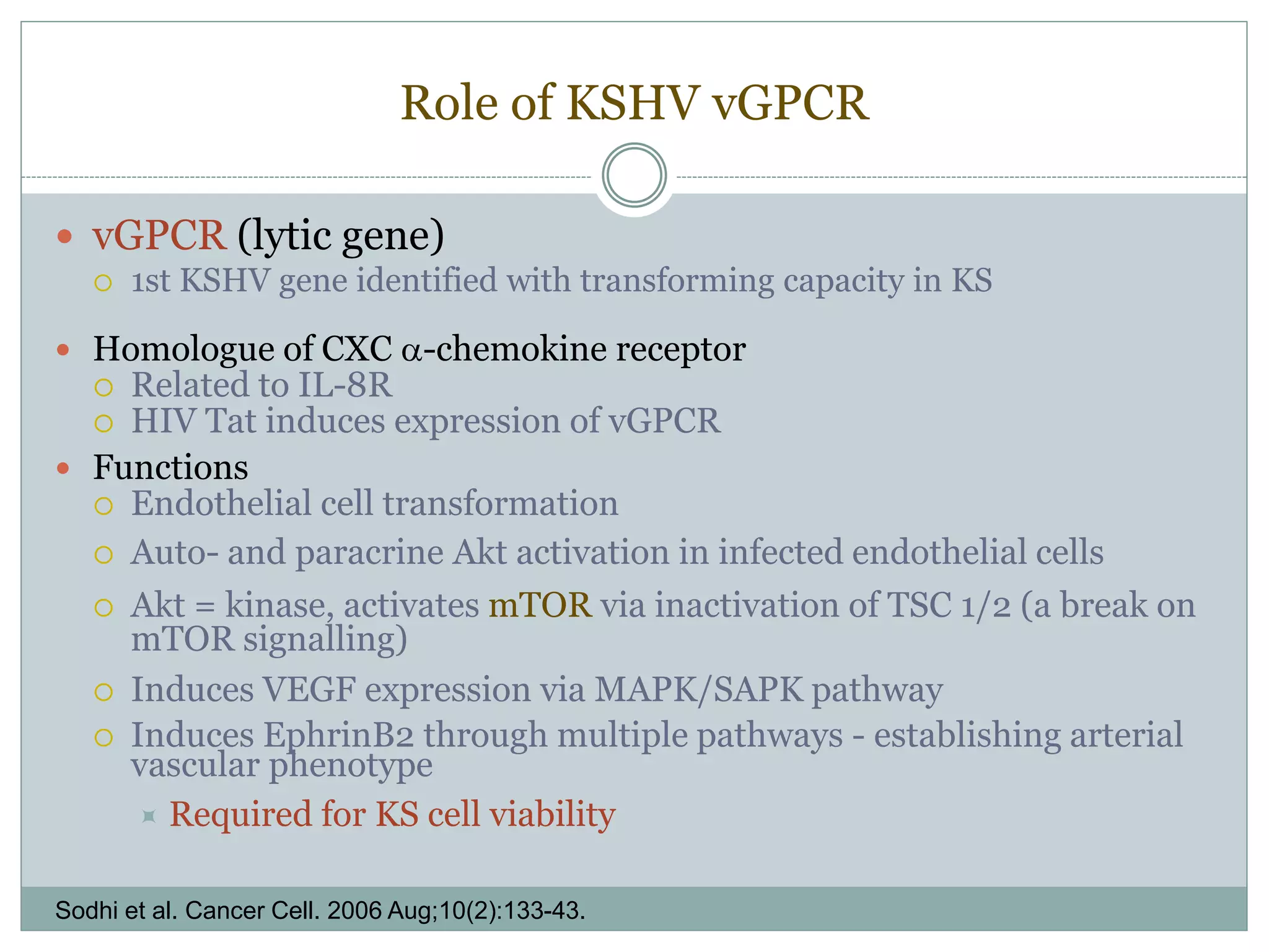 Role of KSHV vGPCR
 vGPCR (lytic gene)
 1st KSHV gene identified with transforming capacity in KS
 Homologue of CXC α-chemokine receptor
 Related to IL-8R
 HIV Tat induces expression of vGPCR
 Functions
 Endothelial cell transformation
 Auto- and paracrine Akt activation in infected endothelial cells
 Akt = kinase, activates mTOR via inactivation of TSC 1/2 (a break on
mTOR signalling)
 Induces VEGF expression via MAPK/SAPK pathway
 Induces EphrinB2 through multiple pathways - establishing arterial
vascular phenotype
 Required for KS cell viability
Sodhi et al. Cancer Cell. 2006 Aug;10(2):133-43.
 
