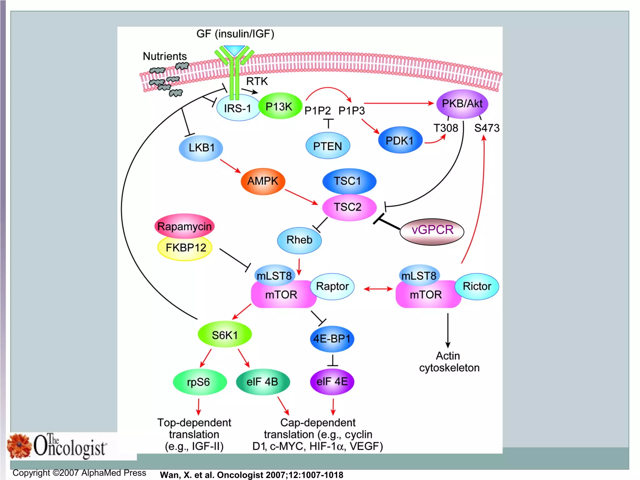 Copyright ©2007 AlphaMed Press Wan, X. et al. Oncologist 2007;12:1007-1018
vGPCR
 