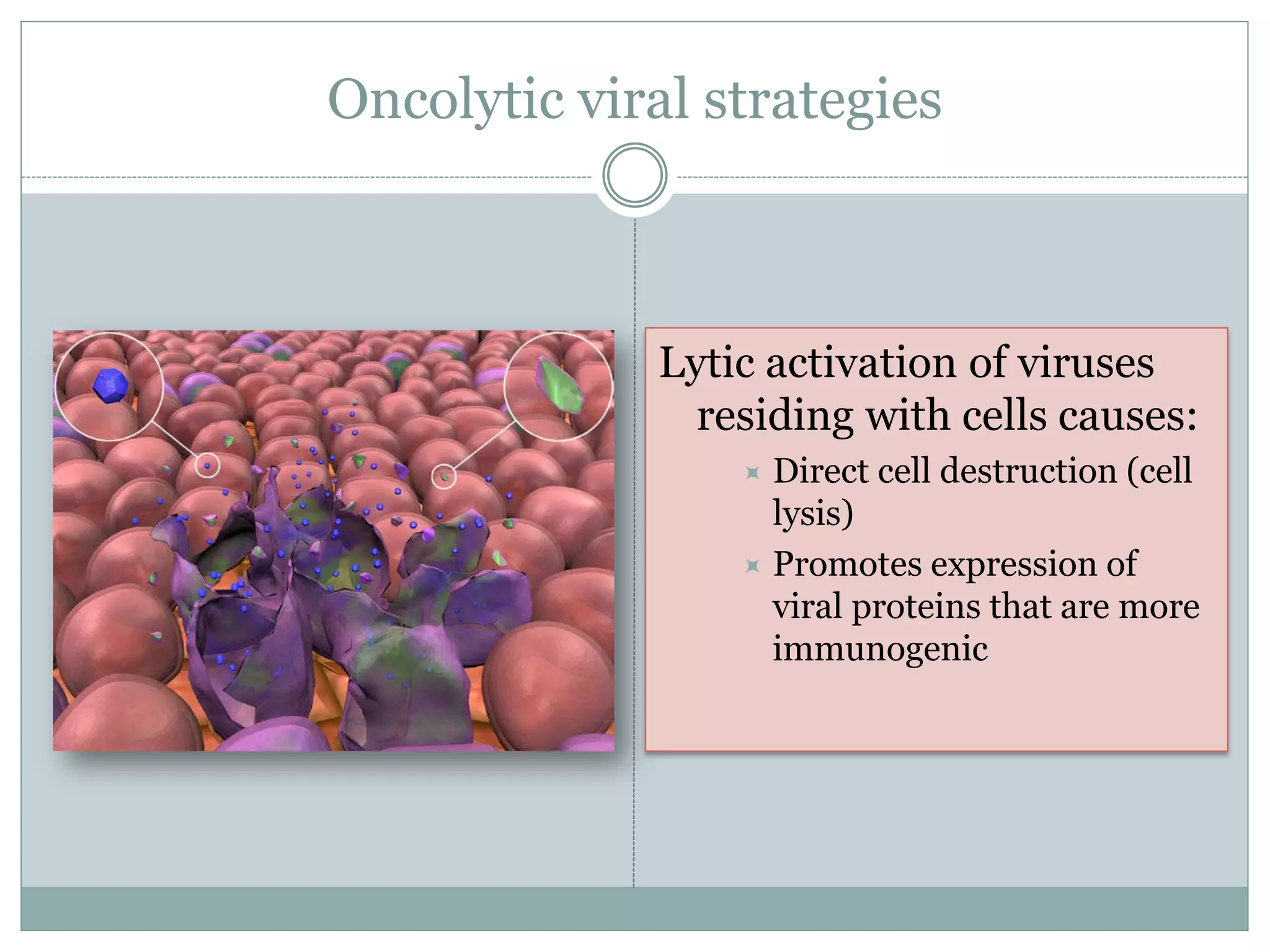 Oncolytic viral strategies
Lytic activation of viruses
residing with cells causes:
 Direct cell destruction (cell
lysis)
 Promotes expression of
viral proteins that are more
immunogenic
 