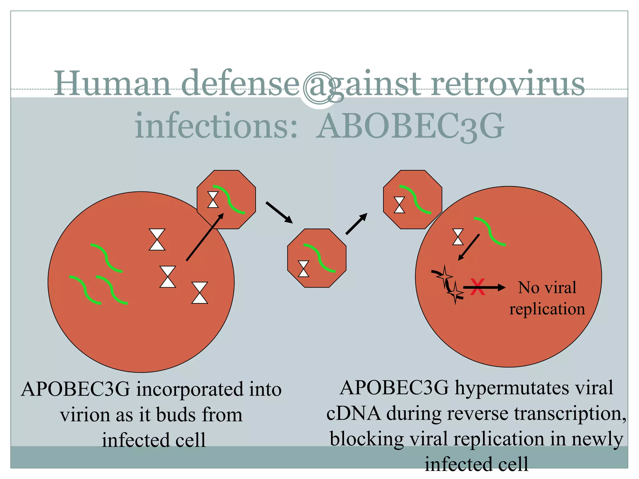 Human defense against retrovirus
infections: ABOBEC3G
APOBEC3G hypermutates viral
cDNA during reverse transcription,
blocking viral replication in newly
infected cell
APOBEC3G incorporated into
virion as it buds from
infected cell
No viral
replication
x
 