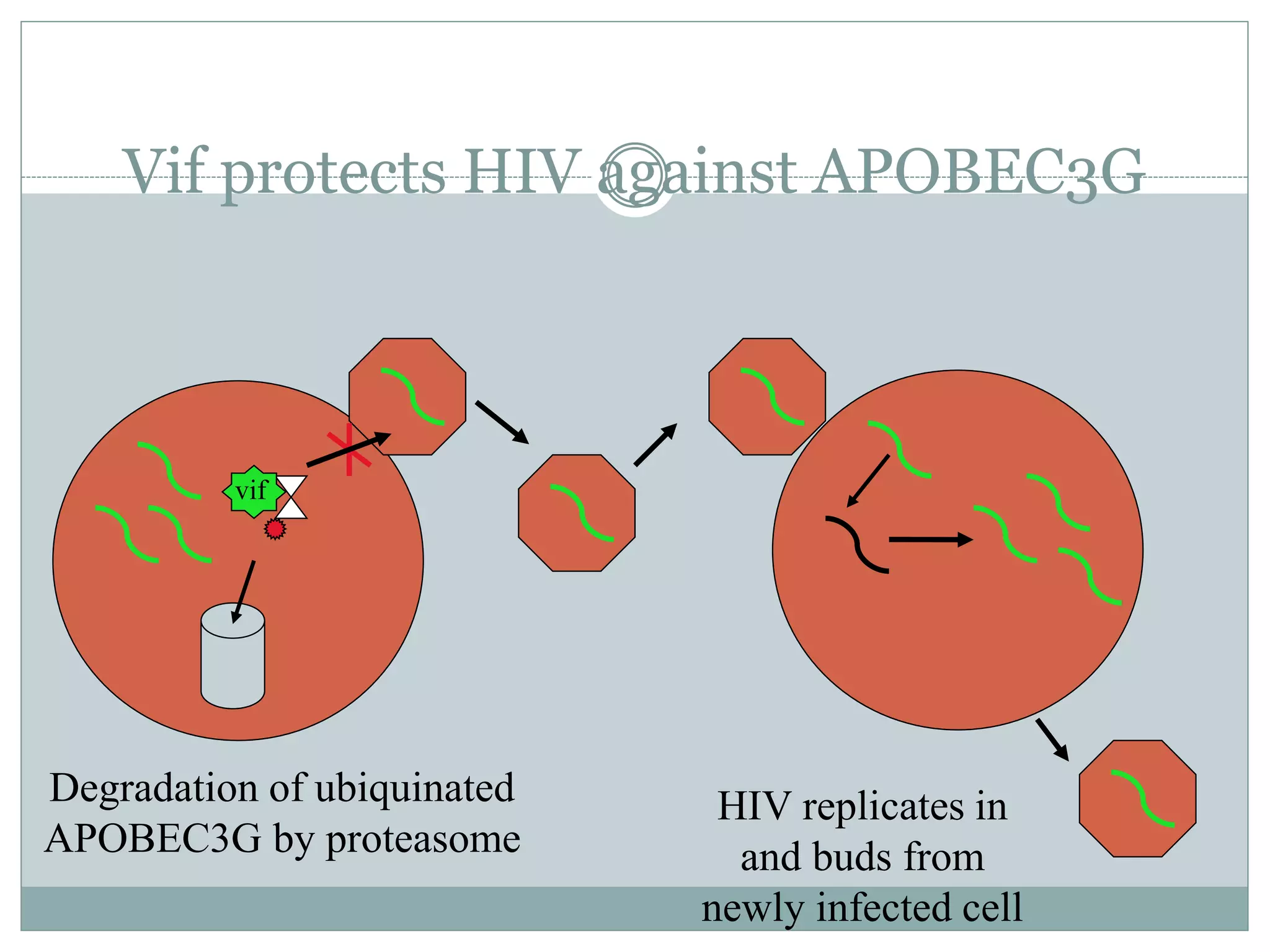 Vif protects HIV against APOBEC3G
HIV replicates in
and buds from
newly infected cell
Degradation of ubiquinated
APOBEC3G by proteasome
vif
 