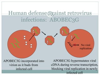 Human defense against retrovirus
infections: ABOBEC3G
APOBEC3G hypermutates viral
cDNA during reverse transcription,
blocking viral replication in newly
infected cell
APOBEC3G incorporated into
virion as it buds from
infected cell
No viral
replication
x
 