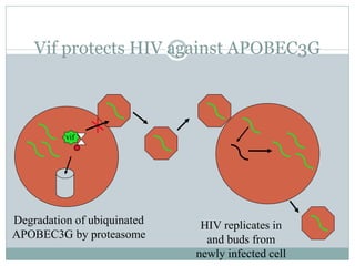 Vif protects HIV against APOBEC3G
HIV replicates in
and buds from
newly infected cell
Degradation of ubiquinated
APOBEC3G by proteasome
vif
 