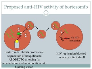 Proposed anti-HIV activity of bortezomib
x
HIV replication blocked
in newly infected cell
Bortezomib inhibits proteasome
degradation of ubiquitinated
APOBEC3G allowing its
accumulation and incorporation into
budding virion
No HIV
replication
vif
 