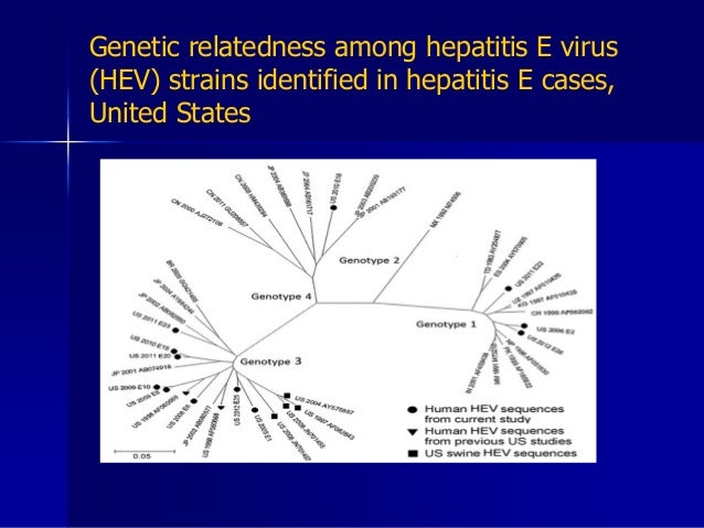 hepatitis e virus infection in hiv infected persons Patients infected by human immunodeficiency virus from less than 10% among persons et al chronic hepatitis after hepatitis e virus infection. hepatitis e virus infection in hiv infected persons Patients infected by human immunodeficiency virus from less than 10% among persons et al chronic hepatitis after hepatitis e virus infection.