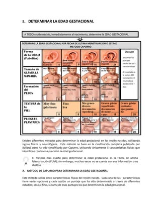 5. DETERMINAR LA EDAD GESTACIONAL
DETERMINE LA EDAD GESTACIONAL POR FECHA DE ULTIMA MENSTRUACION O ESTIME
METODO CAPURRO
Existen diferentes métodos para determinar la edad gestacional en los recién nacidos, utilizando
signos físicos y neurológicos. Este método se basa en la clasificación completa publicada por
Ballard, pero ha sido simplificada por Capurro, utilizando únicamente 5 características físicas que
identifican con buena precisión la edad gestacional.
A. METODO DE CAPURRO PARA DETERMINAR LA EDAD GESTACIONAL
Este método utiliza cinco características físicas del recién nacido. Cada una de las características
tiene varias opciones y cada opción un puntaje que ha sido determinado a través de diferentes
estudios; será al final, la suma de esos puntajes los que determinen la edad gestacional.
El método más exacto para determinar la edad gestacional es la Fecha de última
Menstruación (FUM); sin embargo, muchas veces no se cuenta con esa información o es
dudosa
A TODO recién nacido, inmediatamente al nacimiento, determine la EDAD GESTACIONAL
CALCULO
Se suman los
puntajes
totales de las 5
características.
Al resultado se
le suman 204
(constante). El
resultado se
divide entre 7
días.
 