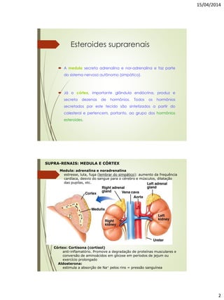 15/04/2014
2
Esteroides suprarenais
 A medula secreta adrenalina e nor-adrenalina e faz parte
do sistema nervoso autônomo (simpático).
 Já o córtex, importante glândula endócrina, produz e
secreta dezenas de hormônios. Todos os hormônios
secretados por este tecido são sintetizados a partir do
colesterol e pertencem, portanto, ao grupo dos hormônios
esteroides.
SUPRA-RENAIS: MEDULA E CÓRTEX
Medula: adrenalina e noradrenalina
estresse, luta, fuga (lembrar do simpático): aumento da frequência
cardíaca, desvio do sangue para o cérebro e músculos, dilatação
das pupilas, etc.
Córtex: Cortisona (cortisol)
anti-inflamatório. Promove a degradação de proteínas musculares e
conversão de aminoácidos em glicose em períodos de jejum ou
exercício prolongado
Aldosterona:
estimula a absorção de Na+ pelos rins = pressão sanguínea
 