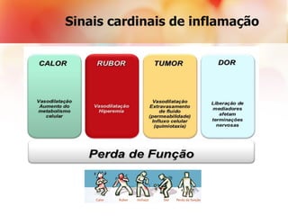 Sinais cardinais de inflamação
 