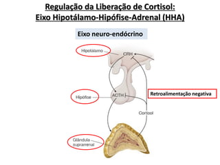 Eixo neuro-endócrino
Regulação da Liberação de Cortisol:
Eixo Hipotálamo-Hipófise-Adrenal (HHA)
Retroalimentação negativa
 