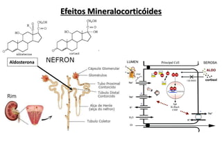 Efeitos Mineralocorticóides
Aldosterona
 