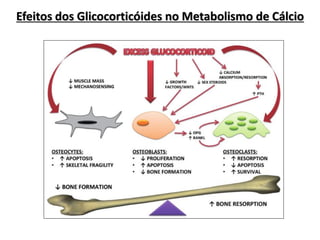 Efeitos dos Glicocorticóides no Metabolismo de Cálcio
 