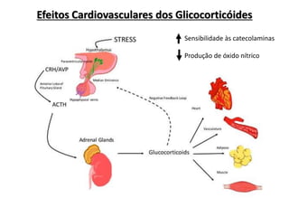Efeitos Cardiovasculares dos Glicocorticóides
Sensibilidade às catecolaminas
Produção de óxido nítrico
 