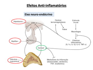 Eixo neuro-endócrino
Efeitos Anti-inflamatórios
 