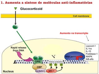 1. Aumenta a síntese de moléculas anti-inflamatórias
Smoak & Cidlwski, 2004; Hayashi e cols., 2004
Aumento na transcrição
Lipocort-1
IL-1ra
IL-10
Fosfatase-1
MAPK
IkB-alfa
 