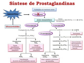Lipocortina X
Glicocorticóides
Síntese de Prostaglandinas
 