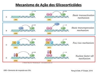 Basic transactivation
mechanism
Basic transrepression
mechanism
Fos/Jun mechanism
Nuclear factor κB
mechanism
Rang & Dale, 8º Edição, 2016
GRE= Elemento de resposta aos Glic.
Mecanismo de Ação dos Glicocorticóides
 