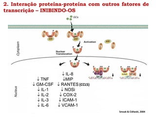 2. Interação proteína-proteína com outros fatores de
transcrição – INIBINDO-OS
 TNF
 GM-CSF
 IL-1
 IL-2
 IL-3
 IL-6
 IL-8
MIP
 RANTES
 NOSi
 COX-2
 ICAM-1
 VCAM-1
Smoak & Cidlwski, 2004
(CCL5)
 