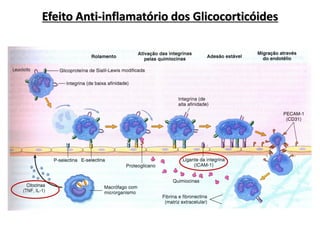 Efeito Anti-inflamatório dos Glicocorticóides
 