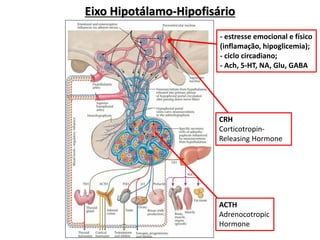 Eixo Hipotálamo-Hipofisário
CRH
Corticotropin-
Releasing Hormone
ACTH
Adrenocotropic
Hormone
- estresse emocional e físico
(inflamação, hipoglicemia);
- ciclo circadiano;
- Ach, 5-HT, NA, Glu, GABA
 