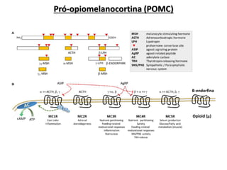 Pró-opiomelanocortina (POMC)
Opioid (μ)
Β-endorfina
 
