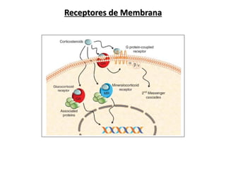 Receptores de Membrana
 