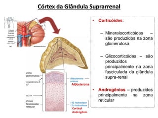 • Corticóides:
– Mineralocorticóides –
são produzidos na zona
glomerulosa
– Glicocorticóides – são
produzidos
principalmente na zona
fasciculada da glândula
supra-renal
• Androgênios – produzidos
principalmente na zona
reticular
Aldosterona
Cortisol
Androgênio
Córtex da Glândula Suprarrenal
 