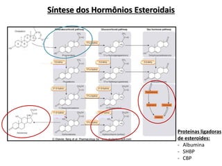 Síntese dos Hormônios Esteroidais
Proteínas ligadoras
de esteroides:
- Albumina
- SHBP
- CBP
 