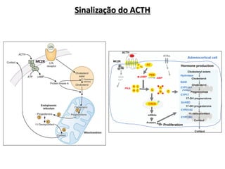 MC2R
Sinalização do ACTH
 