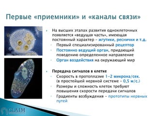  На высших этапах развития одноклеточных
появляется «ведущая часть», имеющая
постоянный характер – жгутики, реснички и т.д.
◦ Первый специализированный рецептор
◦ Постоянно ведущий орган, придающий
поведению определенное направление
◦ Орган воздействия на окружающий мир
 Передача сигналов в клетке
◦ Скорость в протоплазме 1-2 микрона/сек.
(в простейшей нервной системе – 0,5 м/с.)
◦ Размеры и сложность клеток требуют
повышения скорости передачи сигналов
◦ Градиенты возбуждения - прототипы нервных
путей
 