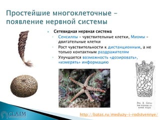  Сетевидная нервная система
◦ Сенсиллы – чувствительные клетки, Миомы –
двигательные клетки
◦ Рост чувствительности к дистанционным, а не
только контактным раздражителям
◦ Улучшается возможность «дозировать»,
«измерять» информацию
http://batas.ru/meduzy-i-rodstvennye/
 