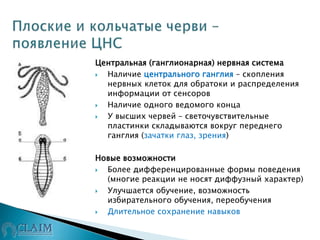 Центральная (ганглионарная) нервная система
 Наличие центрального ганглия – скопления
нервных клеток для обратоки и распределения
информации от сенсоров
 Наличие одного ведомого конца
 У высших червей – светочувствительные
пластинки складываются вокруг переднего
ганглия (зачатки глаз, зрения)
Новые возможности
 Более дифференцированные формы поведения
(многие реакции не носят диффузный характер)
 Улучшается обучение, возможность
избирательного обучения, переобучения
 Длительное сохранение навыков
 