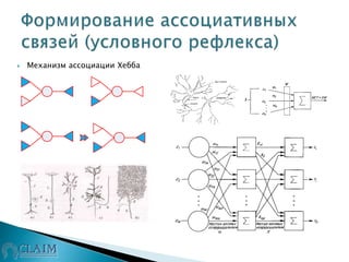  Механизм ассоциации Хебба
 