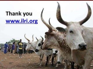 Sustainable and productive farming systems: The livestock sector 