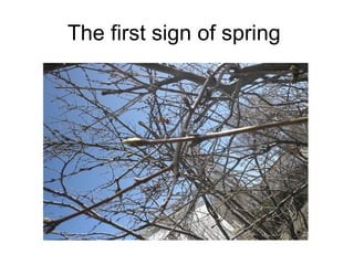 The first sign of spring  