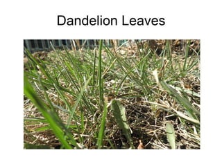 Dandelion Leaves 