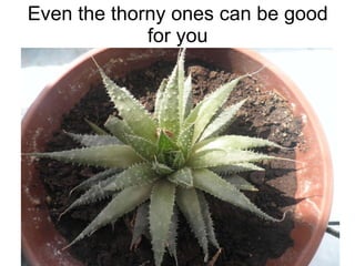 Even the thorny ones can be good for you 