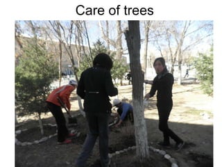 Care of trees 