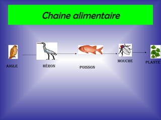 Chaine alimentaire aigle héron poisson mouche plante 