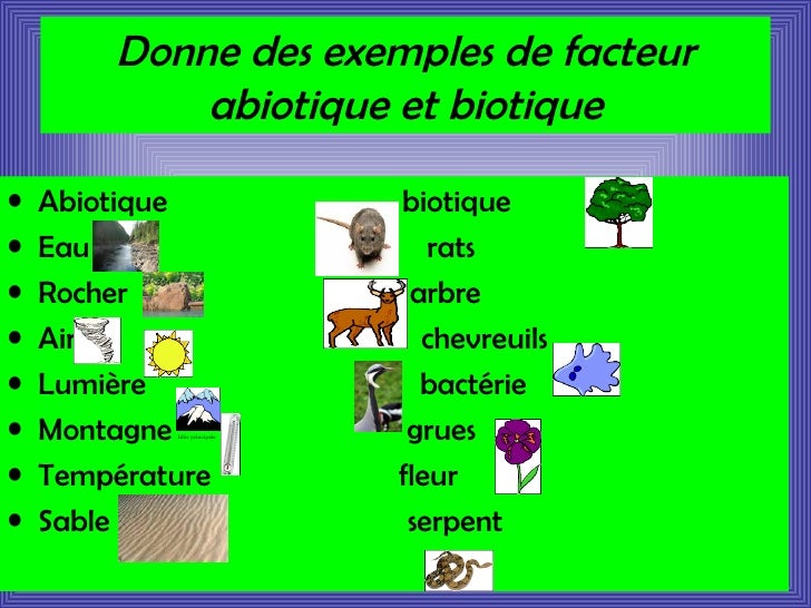 Aigle
