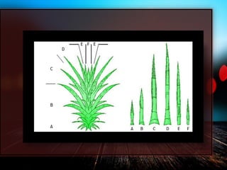 Illustration of Pineapple In Pregnancy And Nutrient Deficiencies
