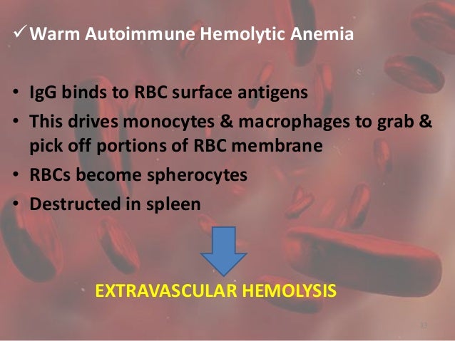 autoimmune hemolytic anemia essay Anemia and hemolytic anemia essay or multiple myeloma problems with the immune system that cause the destruction of blood cells (hemolytic anemia. autoimmune hemolytic anemia essay Anemia and hemolytic anemia essay or multiple myeloma problems with the immune system that cause the destruction of blood cells (hemolytic anemia.