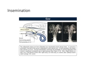 AI in beef cattle | PPT