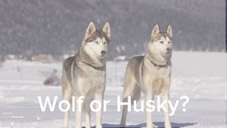 Wolf or Husky?
 